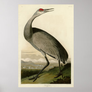 Poster Grue de Sandhill d'Audubon's Birds of America