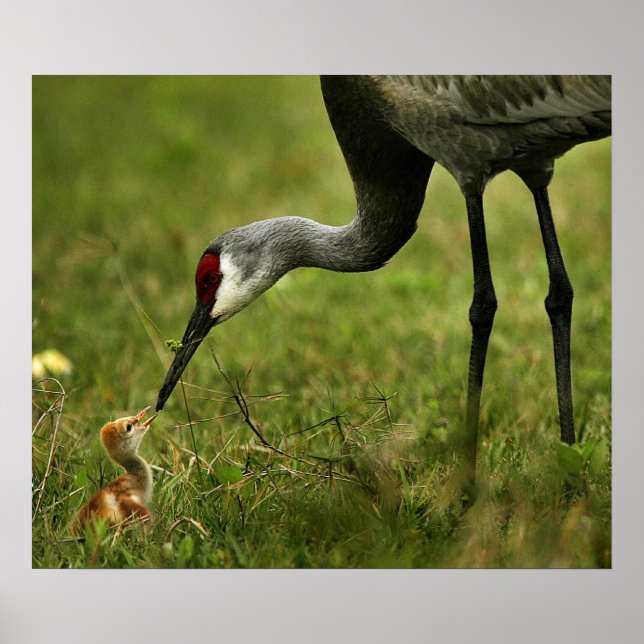 Poster Grue de Sandhill et bébé (Devant)