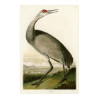 Grue de Sandhill John James Audubon Oiseaux d'Amér