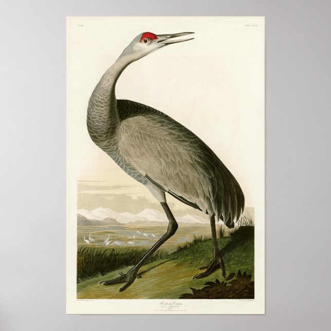 Poster Grue de Sandhill John James Audubon Oiseaux d'Amér (Devant)