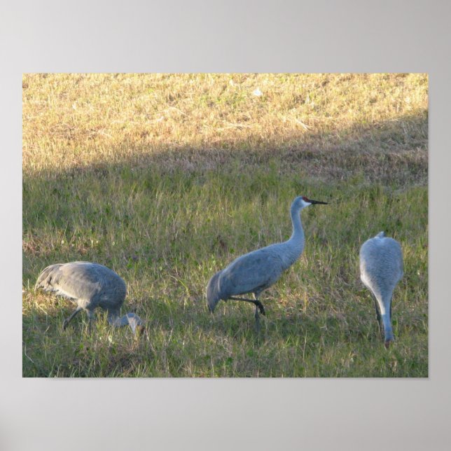 Poster Grue de Sandhill Oiseaux manger de l'herbe Photo (Devant)
