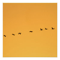 Grues au lever du soleil