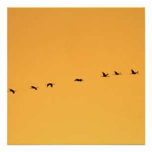 Poster Grues au lever du soleil