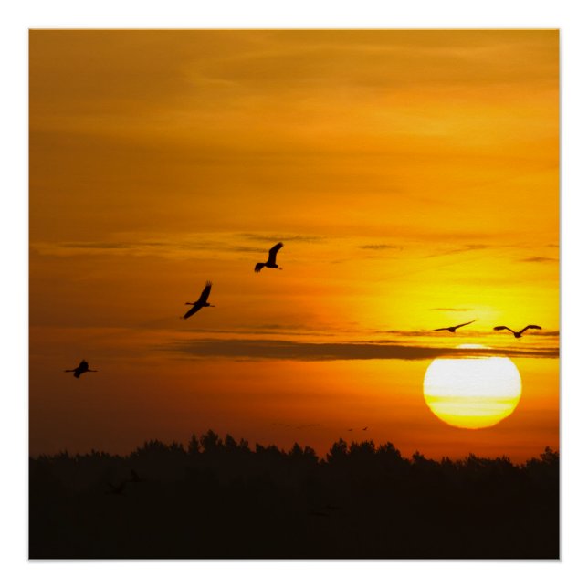 Poster Grues au lever du soleil (Devant)