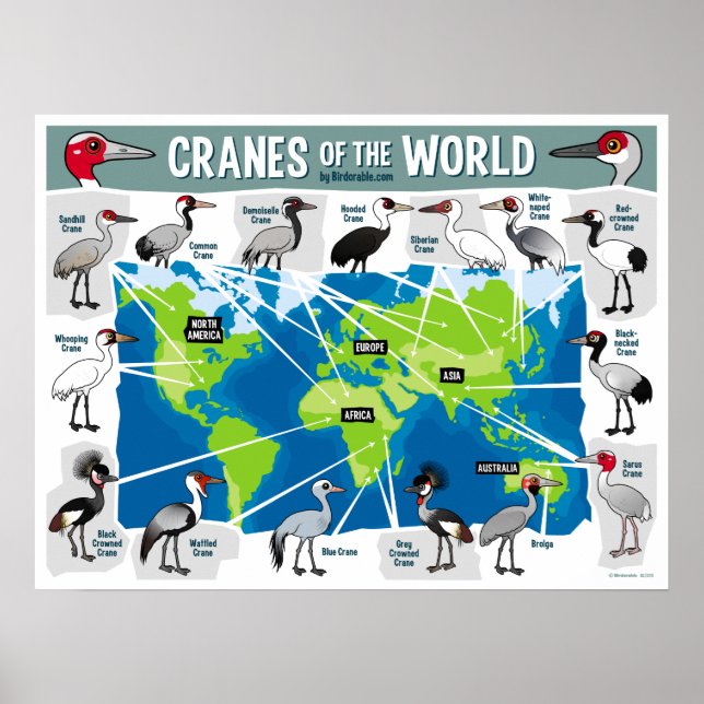 Poster Grues du monde (Devant)