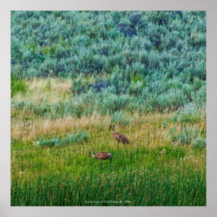 Poster Grues Sandhill