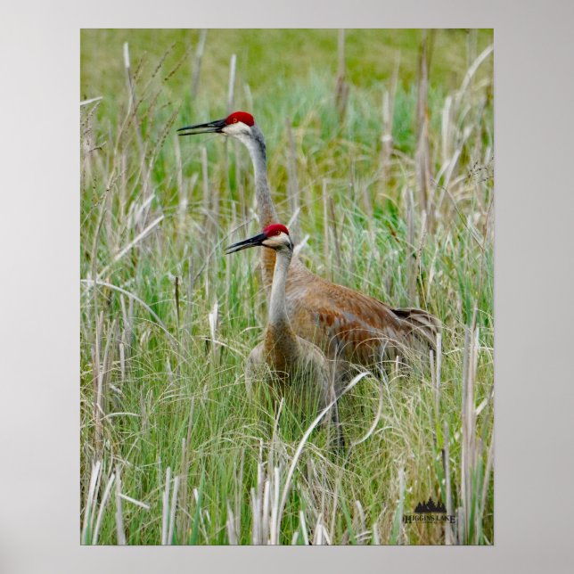 Poster Grues Sandhill du Michigan (Devant)
