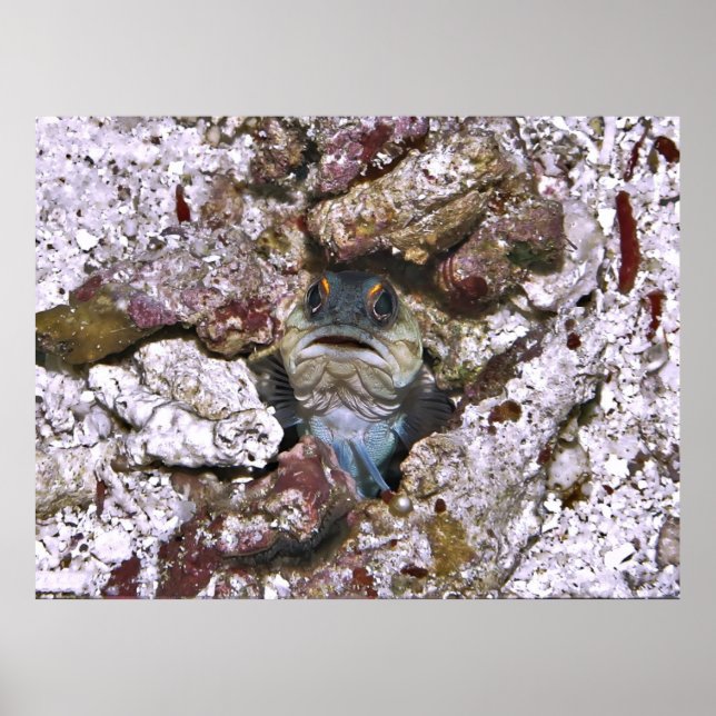 Poster Grumeux (Devant)