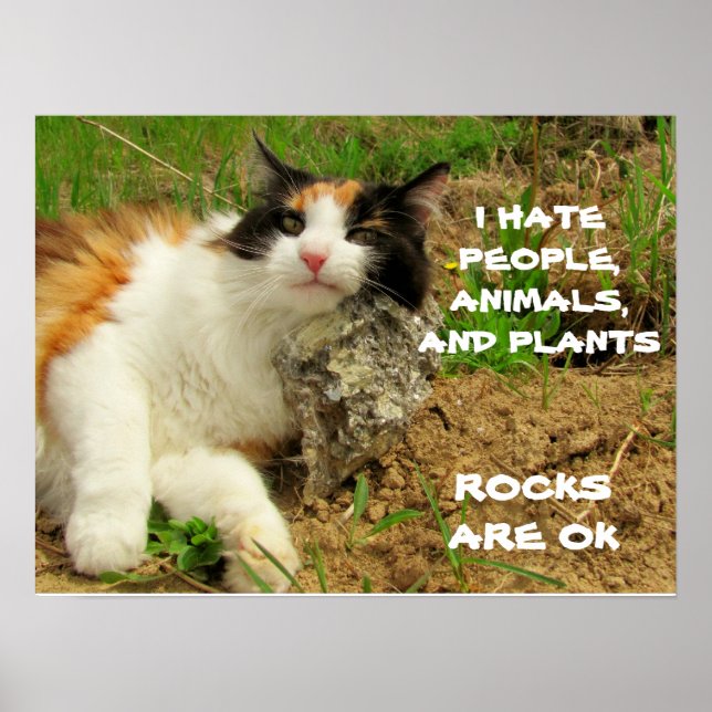Poster Grumpy Calico déteste tout sauf les rochers (Devant)