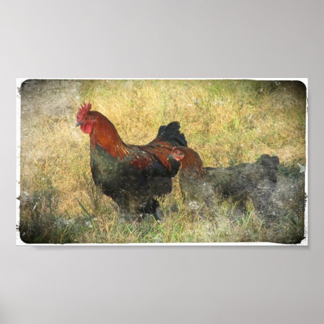 Poster Gruntin Canvas Cuivre Noir Marans En Champ (Devant)