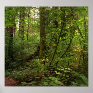 Poster GT salal trail 2