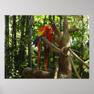 Poster Guacamayo 7 couleurs / Scarlet Macaw