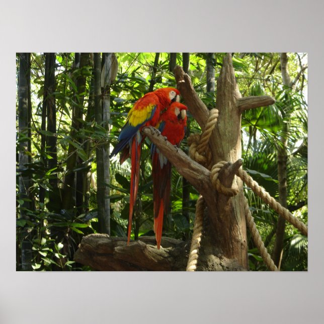 Poster Guacamayo 7 couleurs / Scarlet Macaw (Devant)