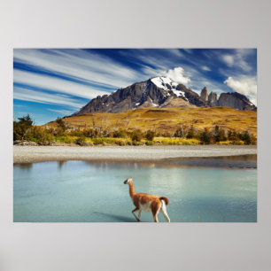 Poster Guanaco traversant la rivière à Torres del Paine