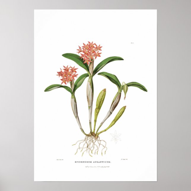 Poster Guarianthe aurantiaca par Mlle Drake. (Devant)