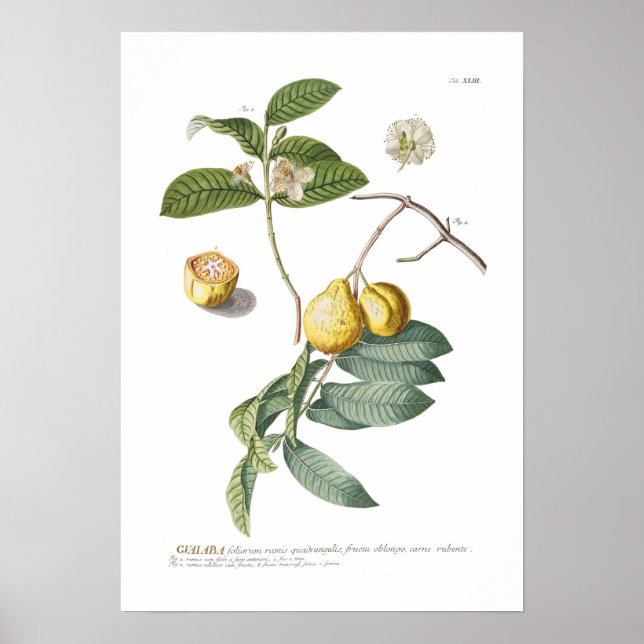 Poster Guava (Devant)