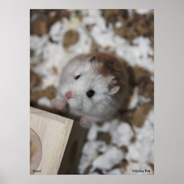 Poster Gucci (Devant)