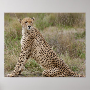 Poster guépard masculin, jubatus d'Acinonyx, Serengeti,