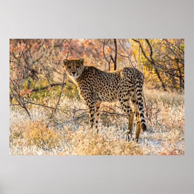 Poster Guépard regardant autour (Devant)
