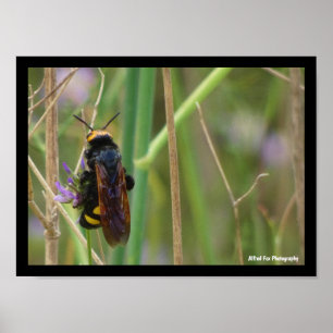 Poster Guêpe Mammouth sur Tige