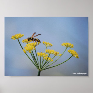 Poster Guêpe Pollinisant le Fenouil Sauvage