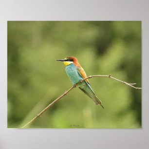 Poster guêpier d'europe