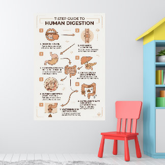 Poster Guide en 7 étapes du processus de digestion humain