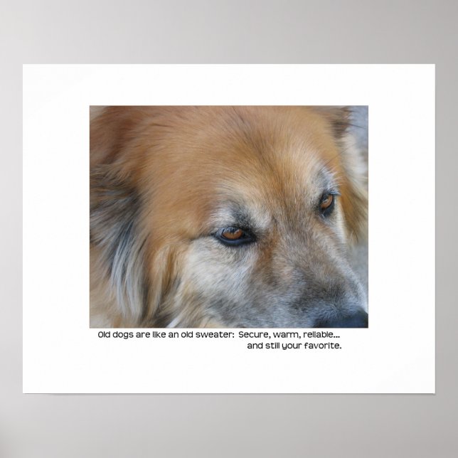 Poster Guillemet pour chien (Devant)