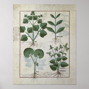 Poster Guimauve et Hastula Regia Asarabacca et