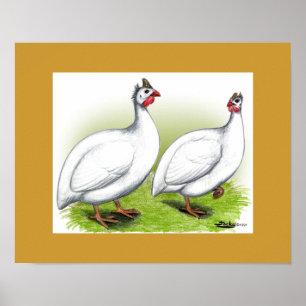 Poster Guineas : Blanc