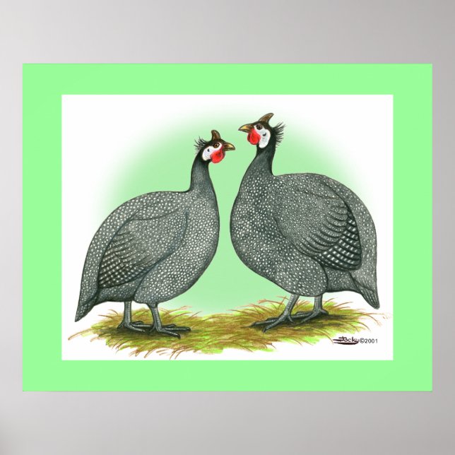 Poster Guineas : Français (Devant)