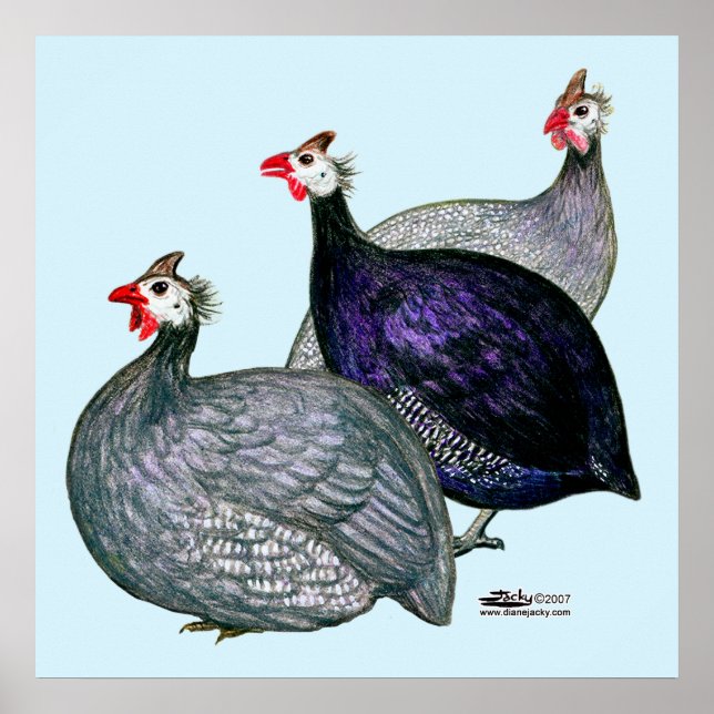 Poster Guineas trois (Devant)