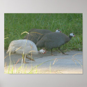 Poster Guinée Fowl