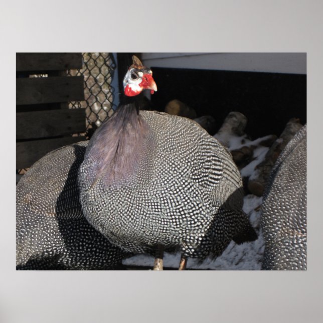 Poster Guinée Fowl (Devant)