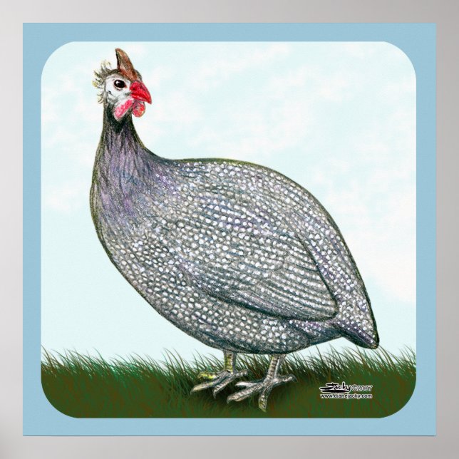 Poster Guinée Lavande en vedette (Devant)