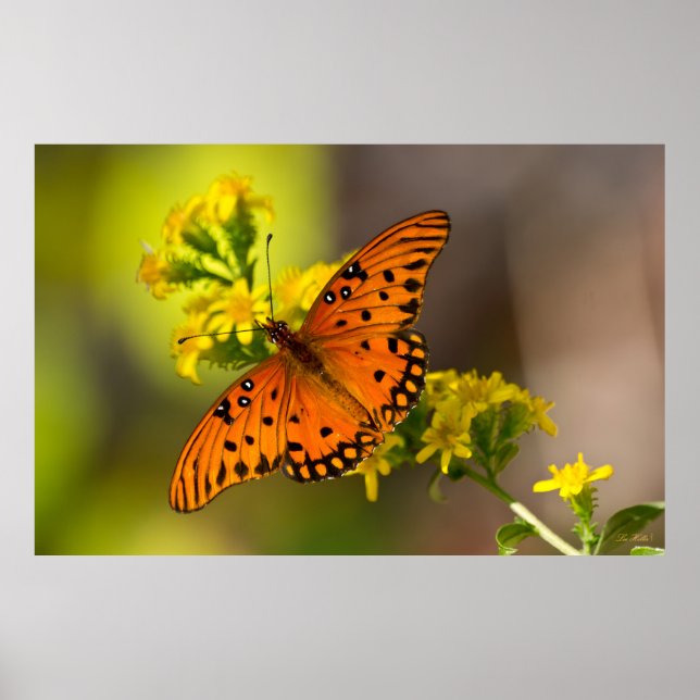 Poster Gulf Fritillary aka Passion Butterfly on Goldenrod (Devant)