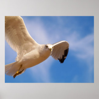Poster Gull