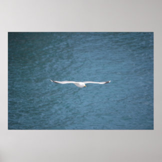 Poster Gull