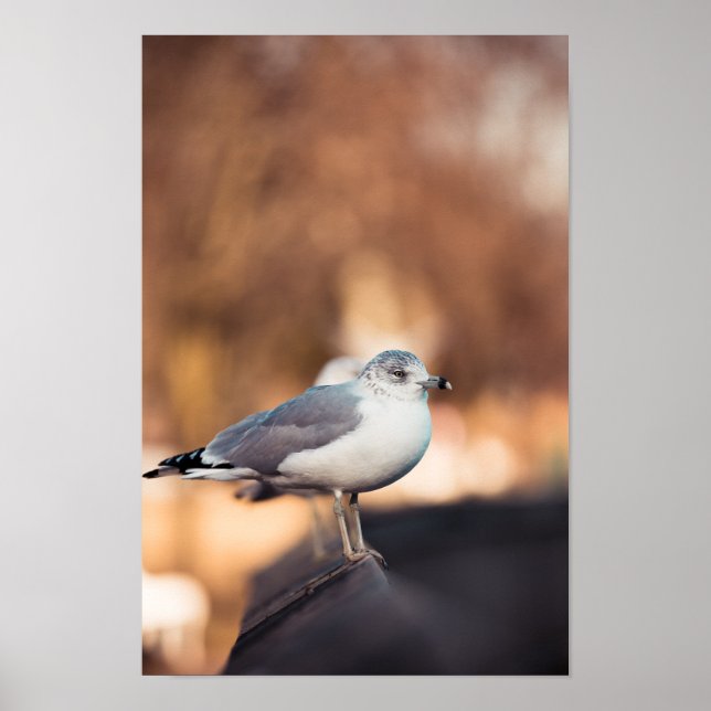 Poster Gull de mer (Devant)