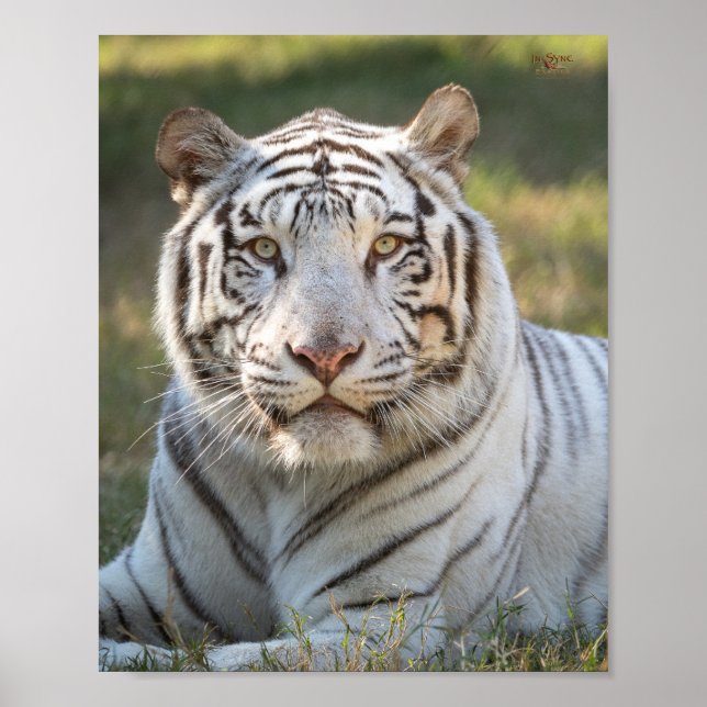 Poster Gus - carte (Devant)