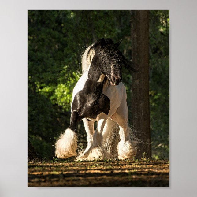 Poster Gypsy Or Gypsy Vanner King William (Devant)