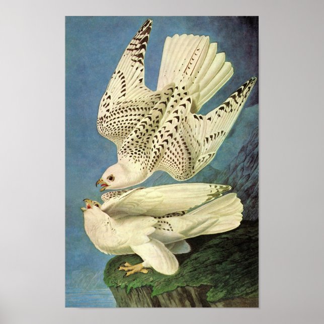 Poster Gyrfalcon, John James Audubon (Devant)