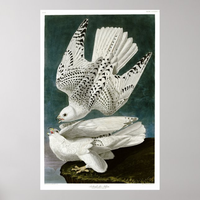 Poster Gyrfalcon par John Audubon (Devant)