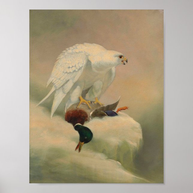 Poster Gyrfalcon par Joseph Wolf (Devant)
