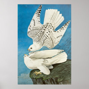 Poster Gyrfalcons, alias Gerfalcons par John James Audubo