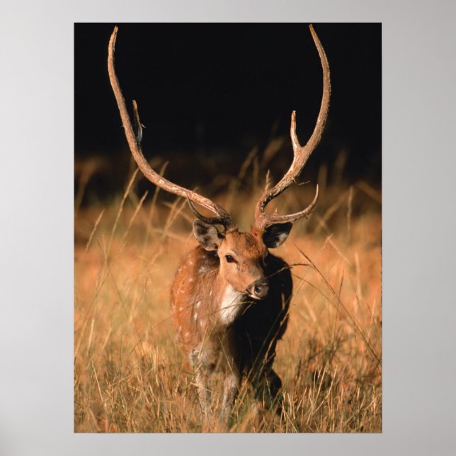 Poster Habitat naturel de l'hôpital | Parc national de Ba (Devant)