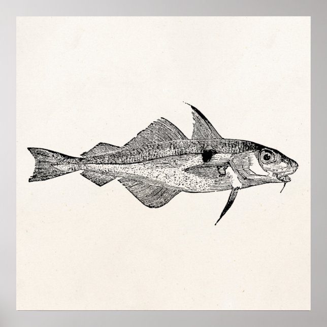 Poster Haddock vintage - Poisson aquatique Modèle (Devant)