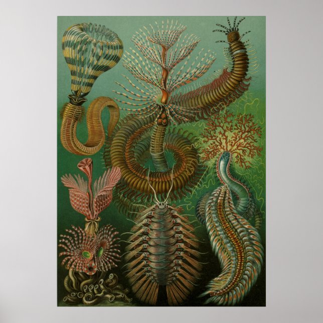 Poster Haeckel Centipedes (Devant)