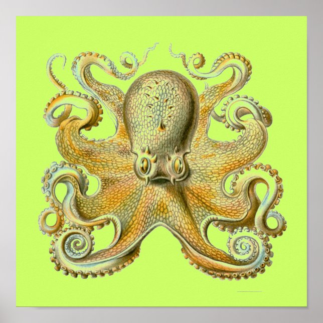 Poster Haeckel Octopus (Devant)