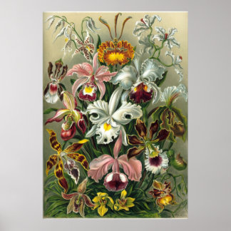 Poster Haeckel Orchids